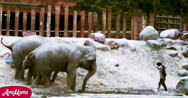 Hombre entra a recinto de elefantes y se arrepiente cuando se cierran sobre él en aterrador video