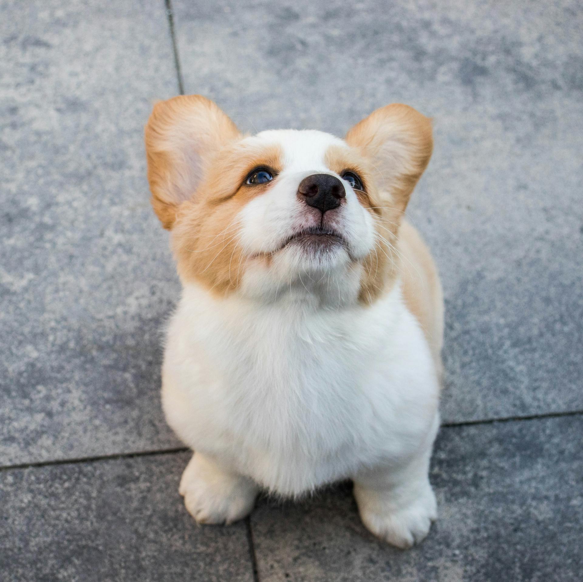 Foto de un Corgi mirando hacia arriba | Fuente: Pexels