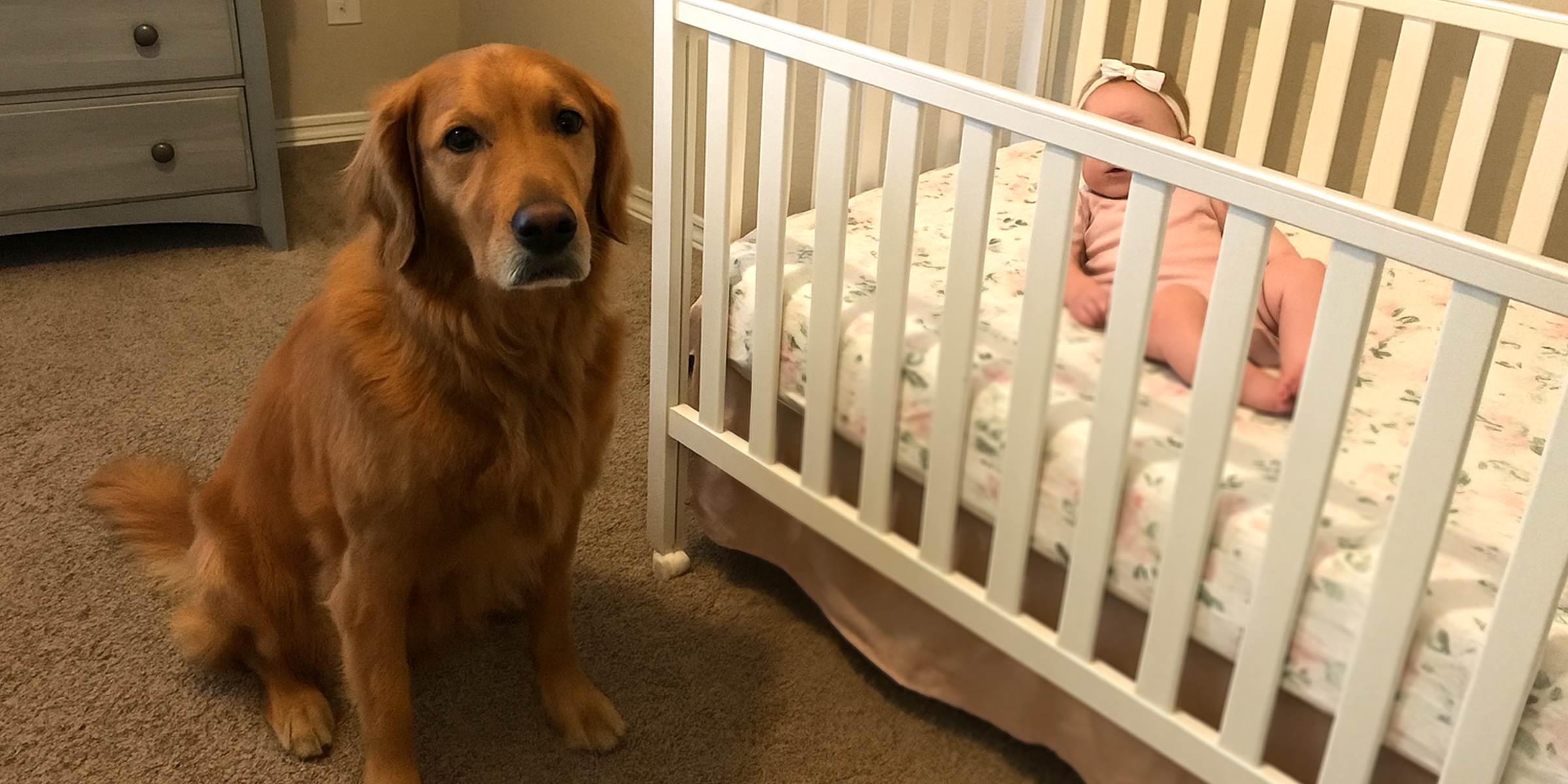 Un perro sentado junto a una cuna | Fuente: The Celebritist