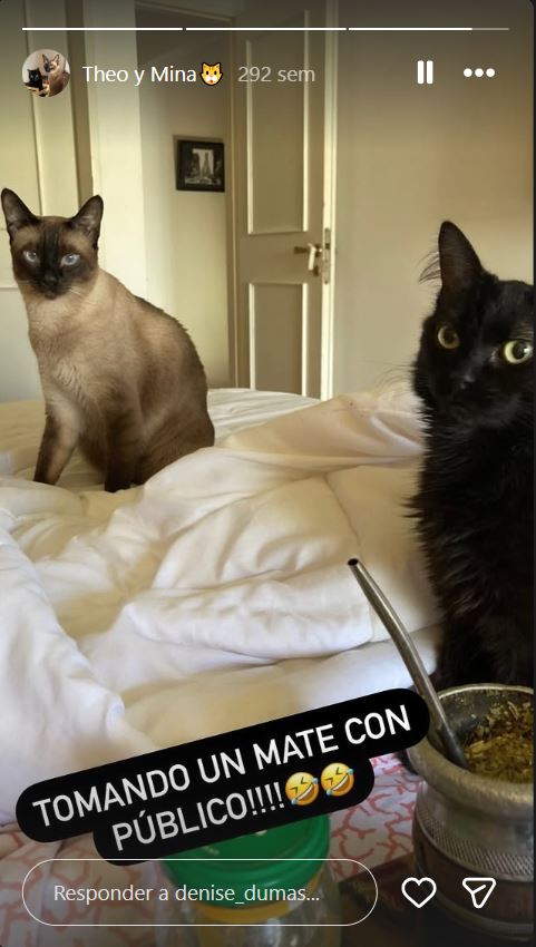 Los gatos de Denise Dumas | Fuente: Instagram/denise_dumas