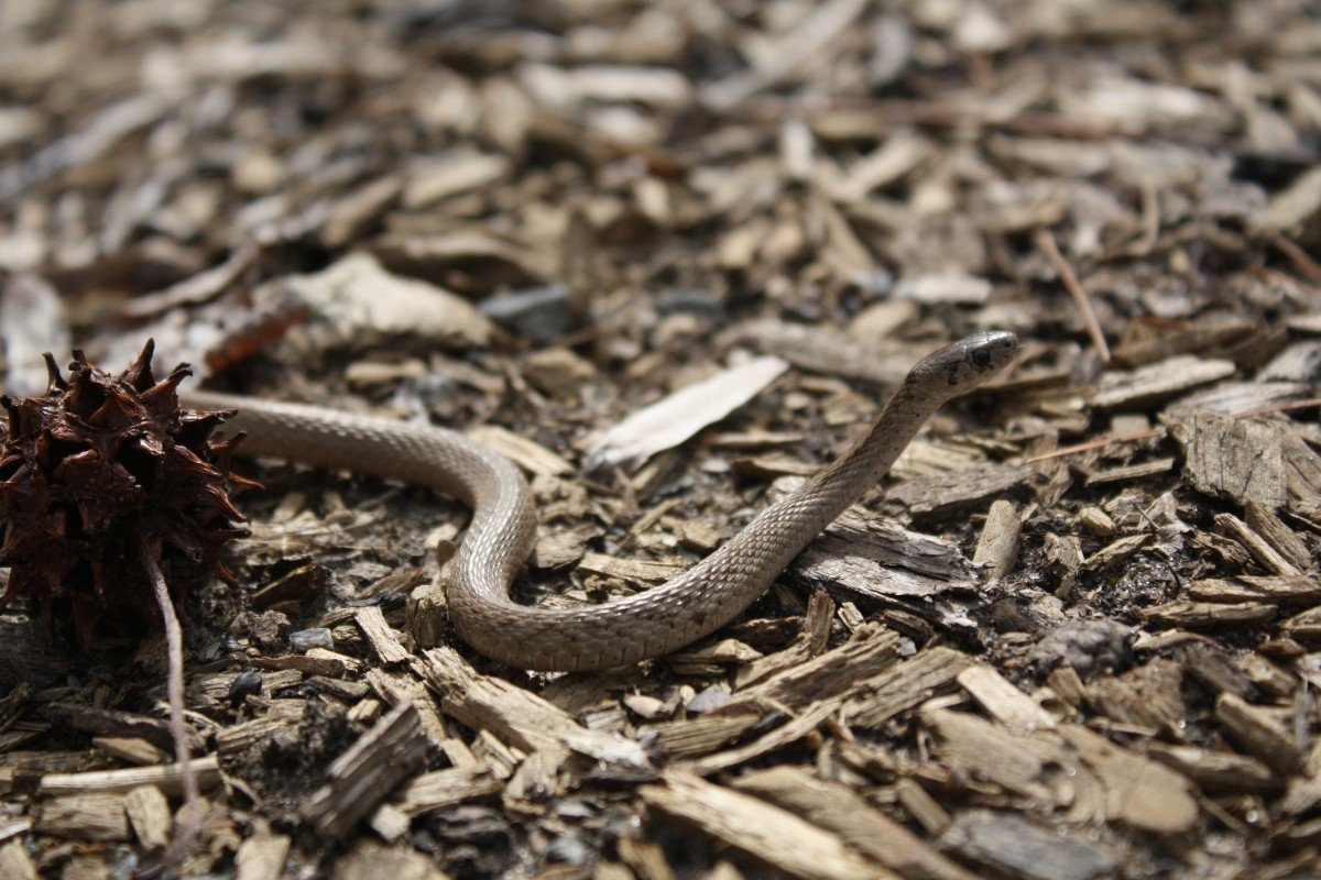 Serpiente deslizándose en el suelo. | Foto: Pxhere