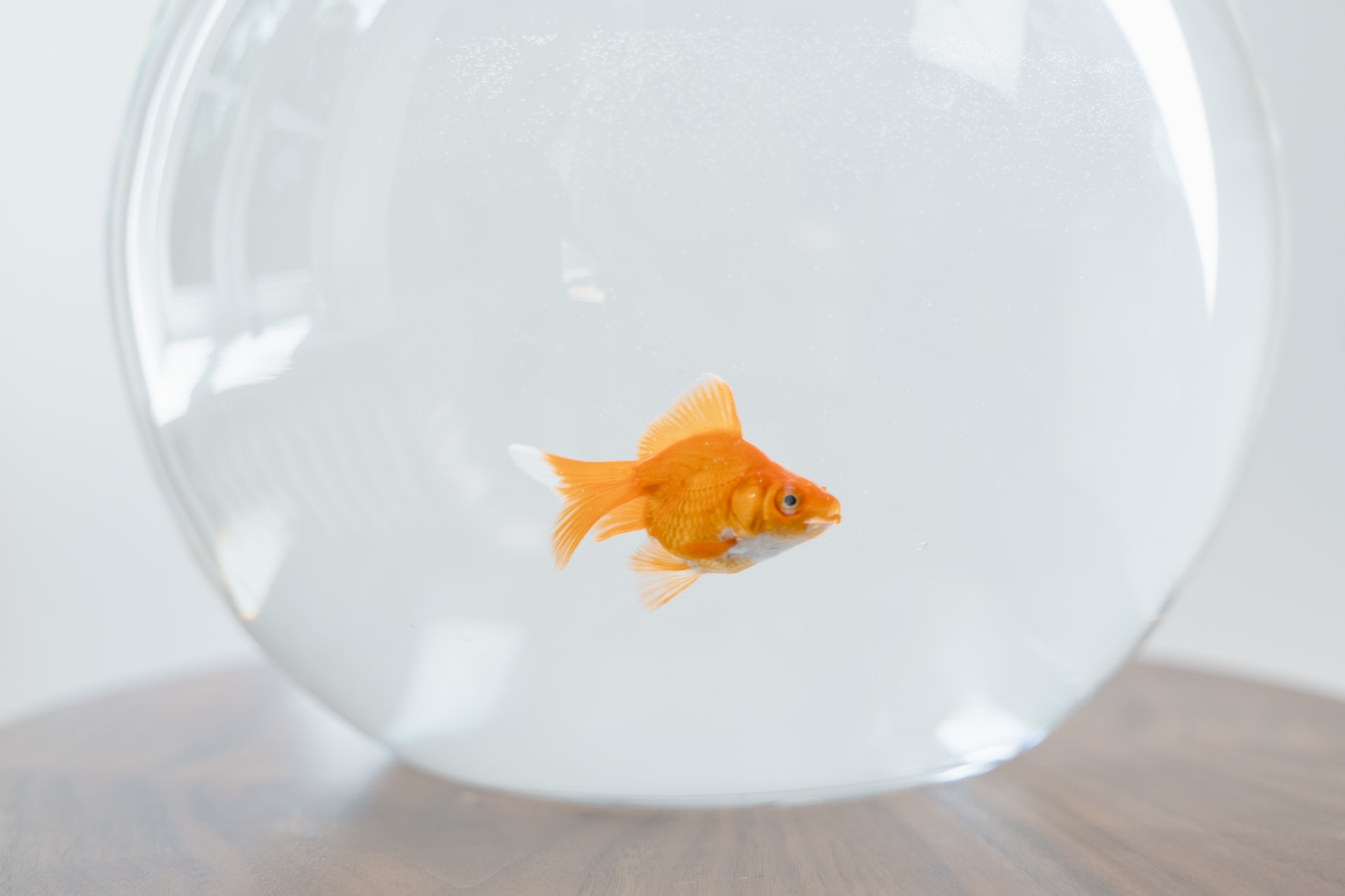 Un pez en una pecera | Fuente: Pexels