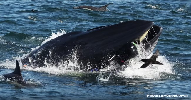 Terrorífico instante en que una ballena casi se traga a un buzo en un frenético festín