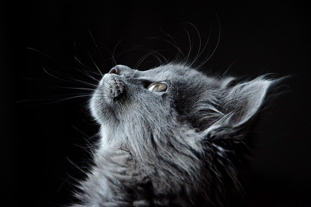 Gatito en la oscuridad. | Foto: Pixabay