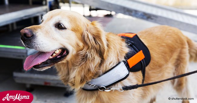 Perro de servicio pide ayuda para su dueña en problemas y es ignorado por completo