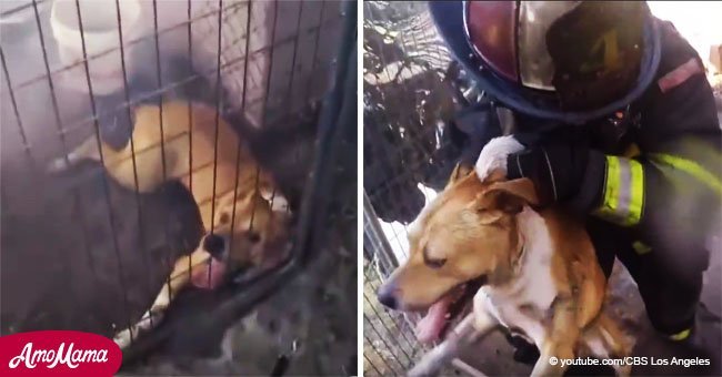 Video sin editar muestra a bombero salvando a un pobre perrito atrapado en una casa durante incendio