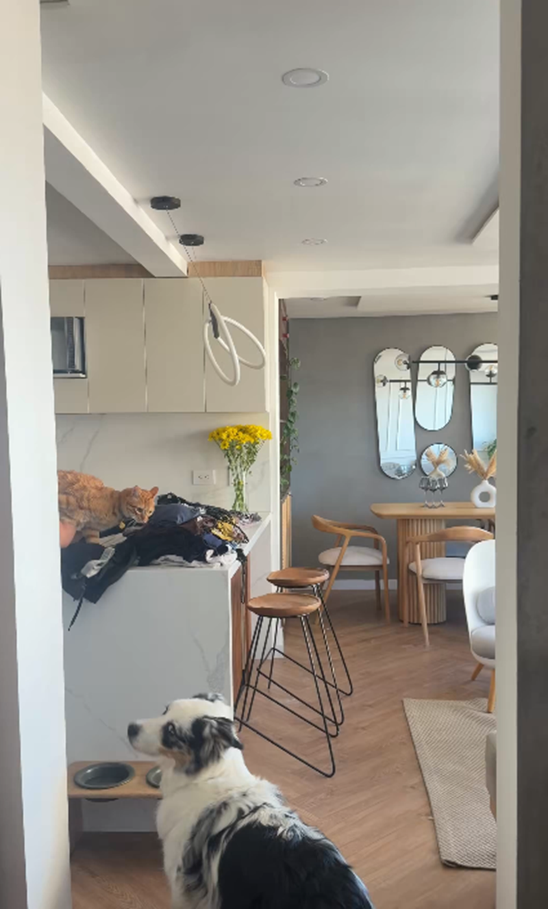 Un perro y un gato en la sala de estar de una vivienda en Bogotá durante el sismo que sacudió a Colombia el 10 de agosto de 2026 | Fuente: X/LauraCVargas96