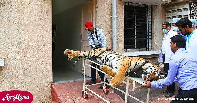 Furia por tigre devorador de humanos que fue aplastado por iracunda multitud de aldeanos