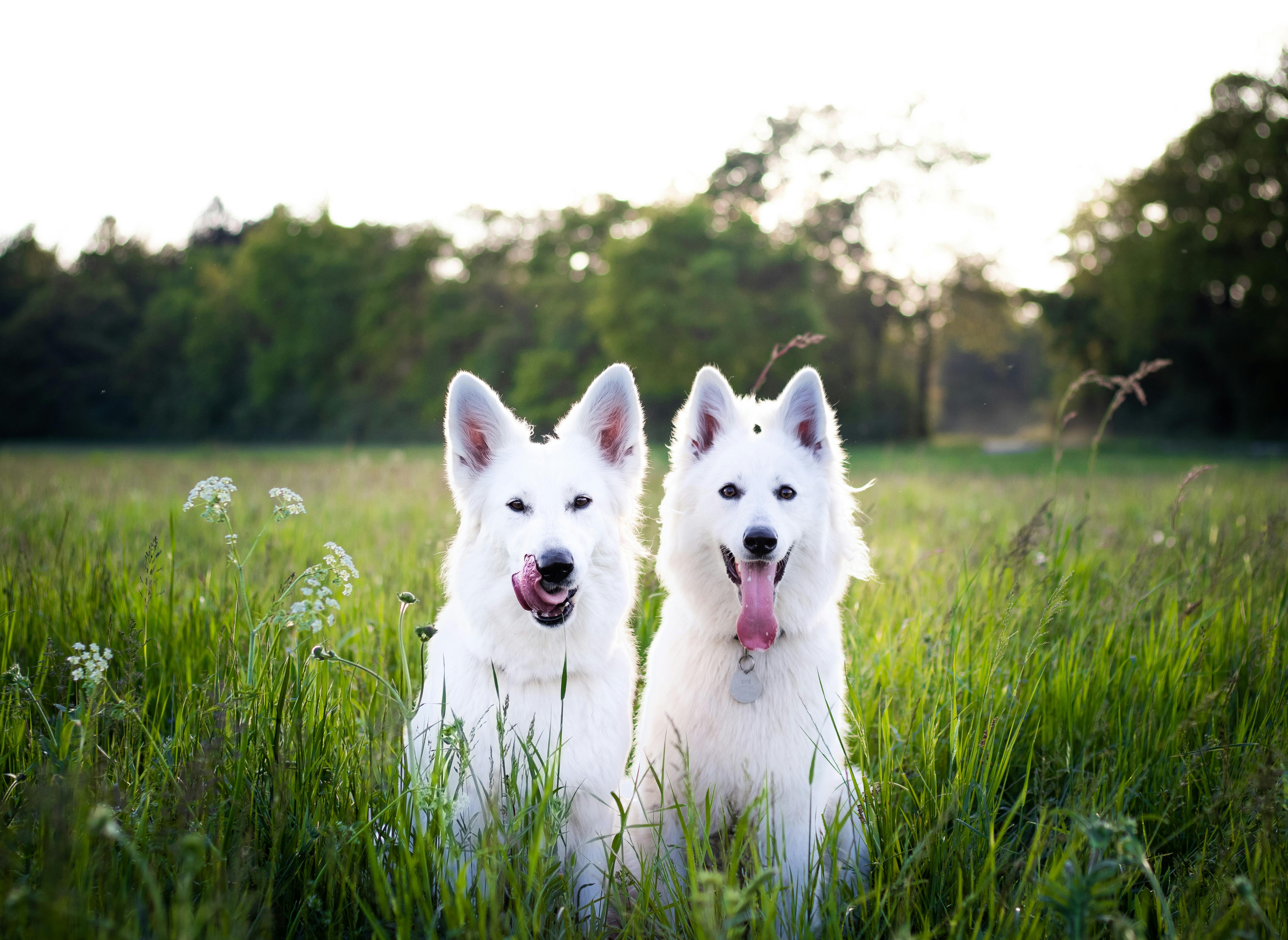 Dos perros sentados al aire libre | Fuente: Pexels