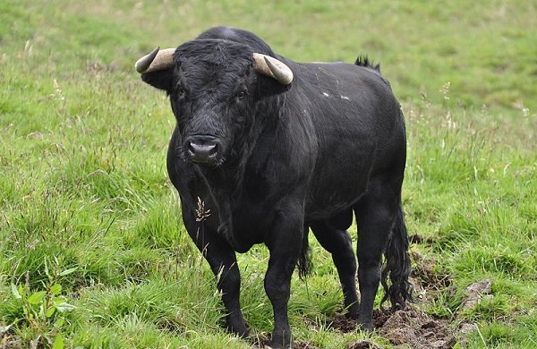 Toro negro de Lidia. | Foto: Wikipedia