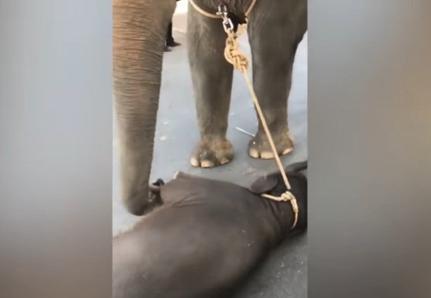 El bebé elefante quedó desvanecido a los pies de su madre. | Foto: YouTube/Daily Mail