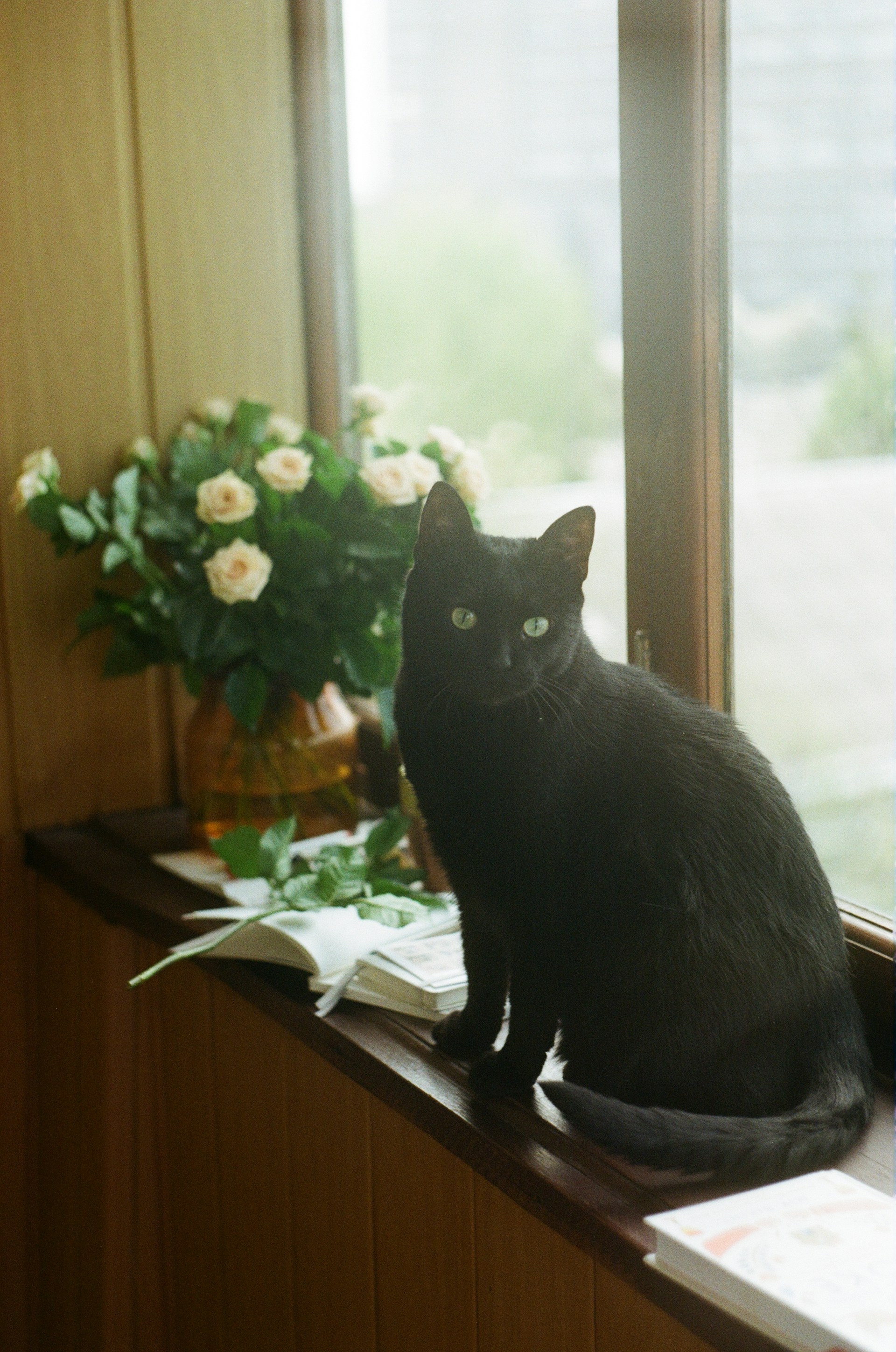 Un adorable gato negro sentado en el alféizar de una ventana | Fuente: Unsplash