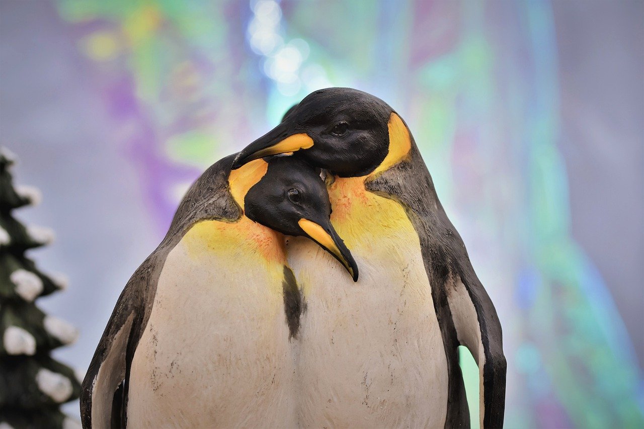 Pareja de pingüinos. | Foto: Pixabay