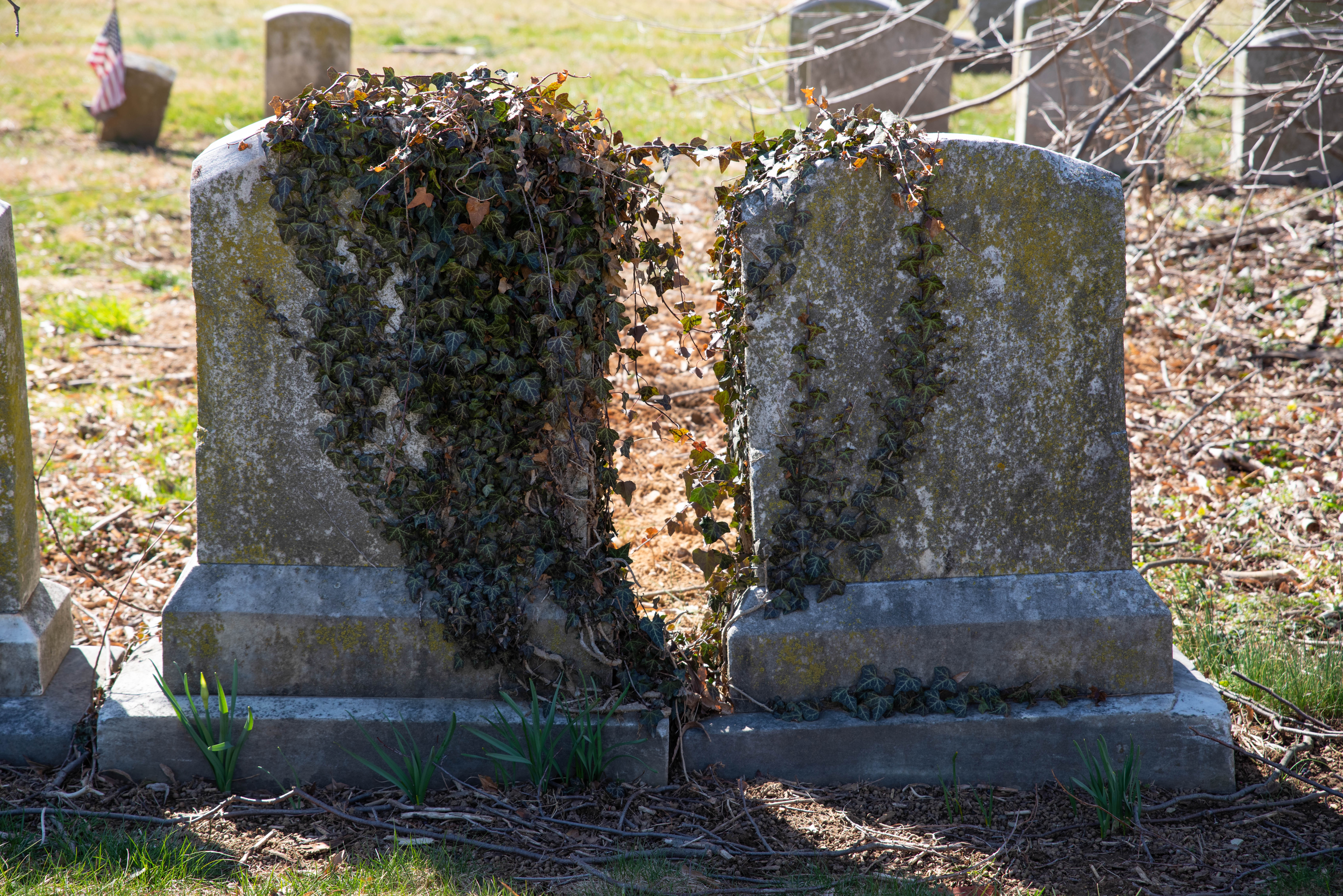 Tumbas cubiertas de maleza en un cementerio | Foto: Shutterstock