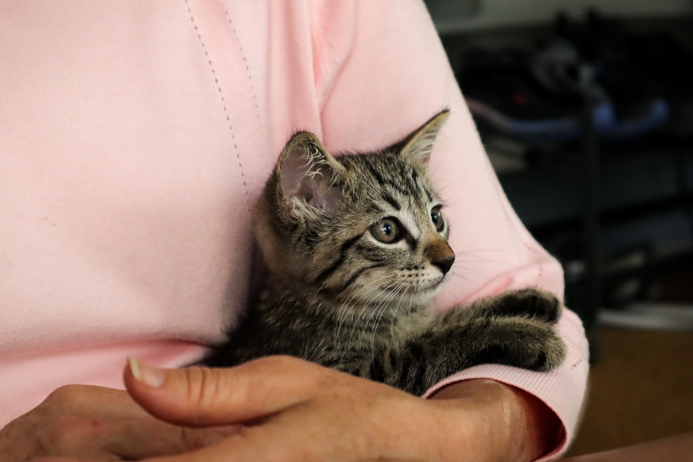 Una mujer con un gato en brazos. | Foto: Unsplash