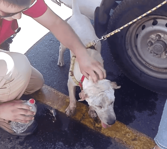 Un perro fue dejado solo dentro de un vehículo Fuente: Facebook / 24horas.cl