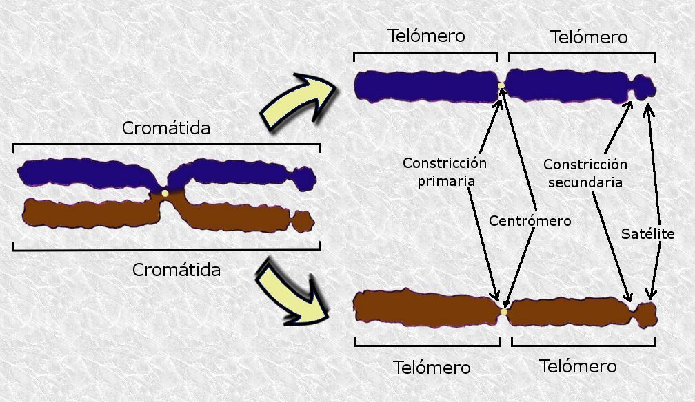 Morfologia del cromosoma. | Imagen: Wikimedia Commons