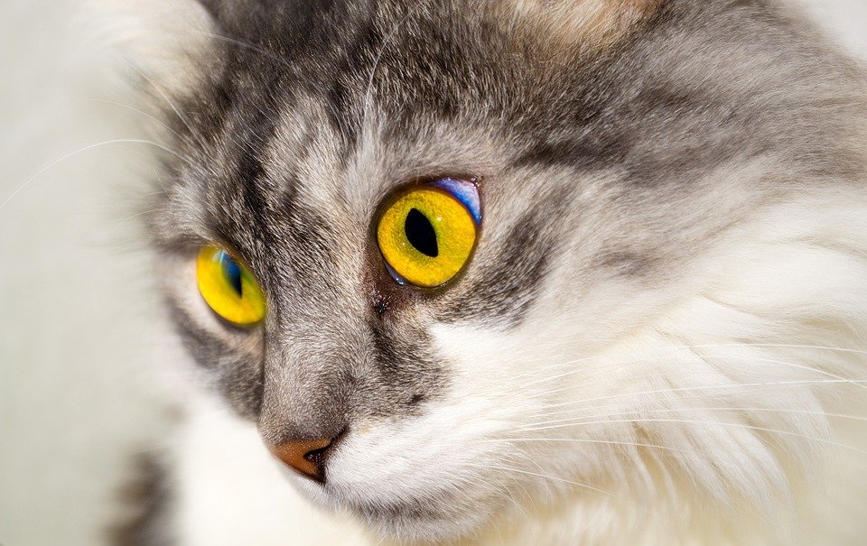 Gato| Foto: Pixabay