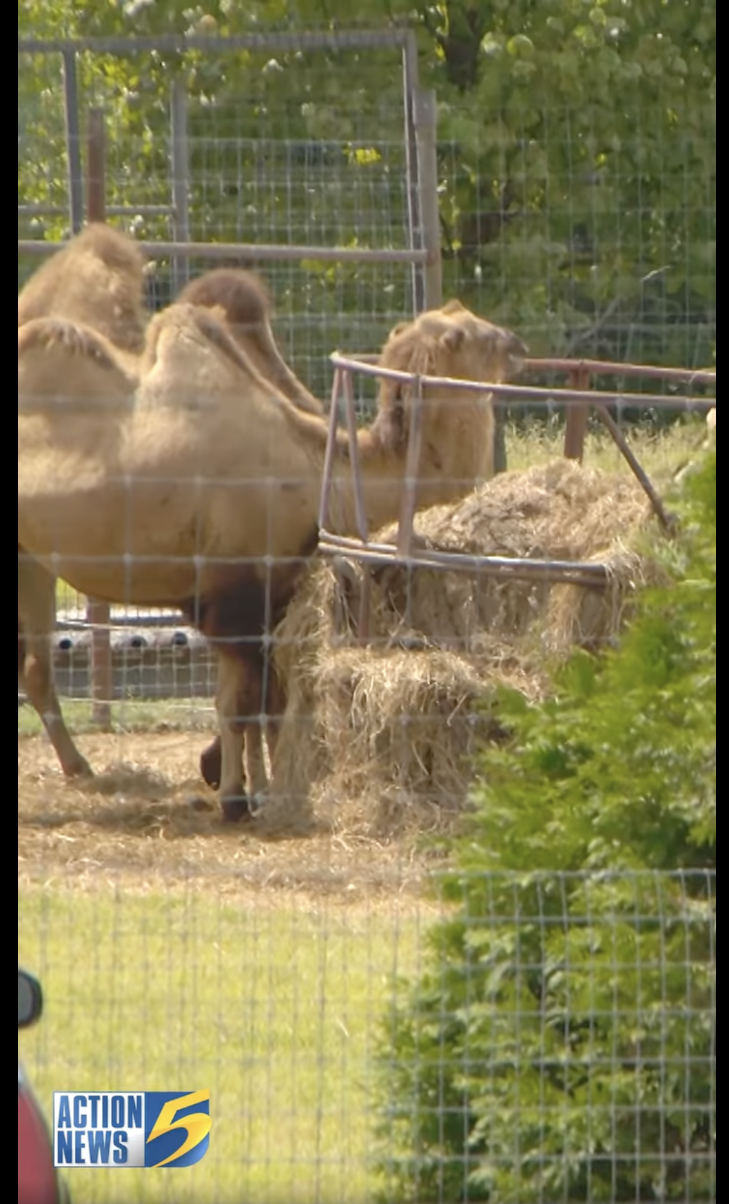 Camellos en el Tennessee Safari Park de Alamo, Tennessee, como se ve en un vídeo del 4 de septiembre de 2024 | Fuente: Facebook/WMCActionNews5