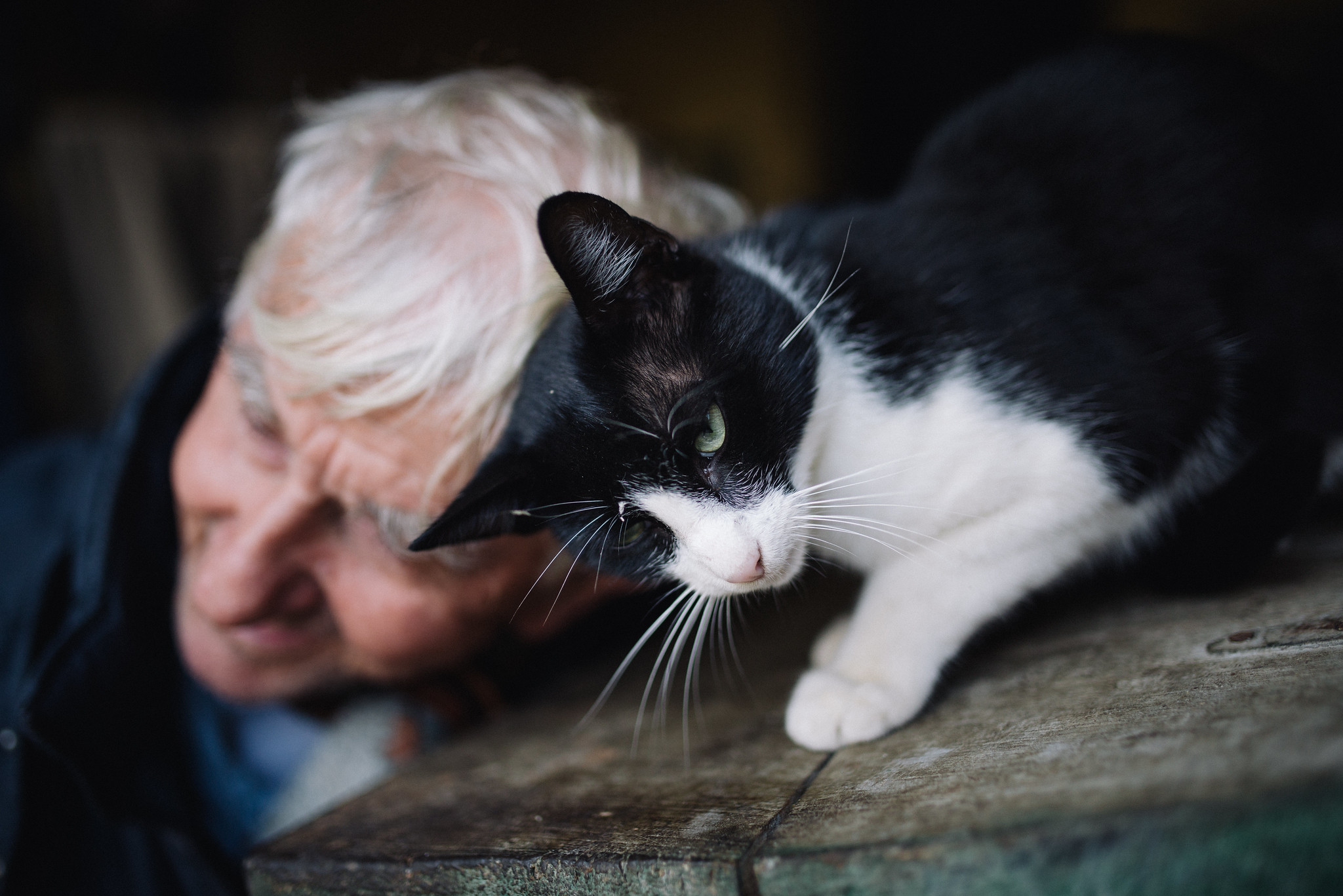 Primer plano de un gato jugando con un anciano | Foto: Flickr.com/shixart1985 (CC BY 2.0)