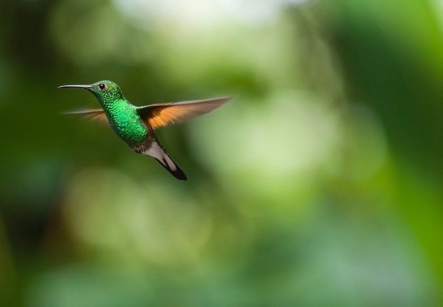 Colibrí volando. | Foto: Pixabay