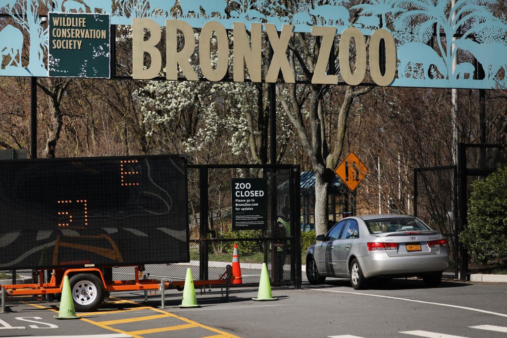 Un automóvil ingresa al Zoológico del Bronx el 6 de abril de 2020 en la ciudad de Nueva York. | Foto de Spencer Platt vía Getty Images
