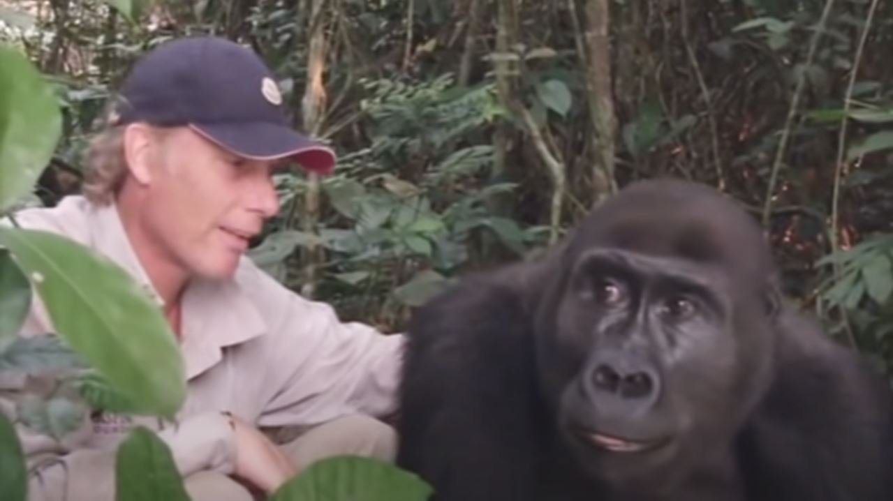 Damian Aspinall junto a un gorila. | Foto: Captura de Youtube/TheAspinallFoundation