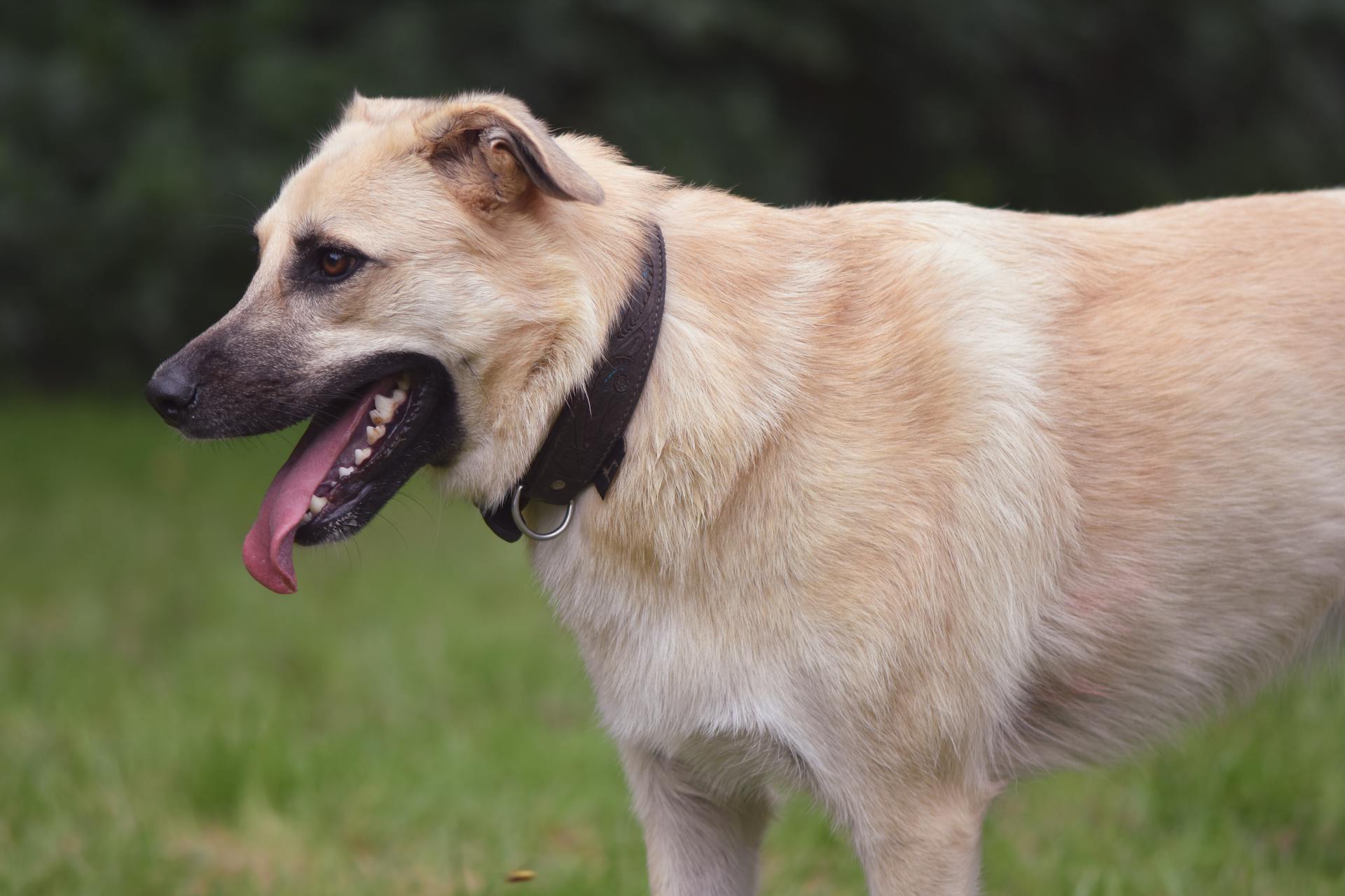 Un perro de pie al aire libre | Fuente: Pexels