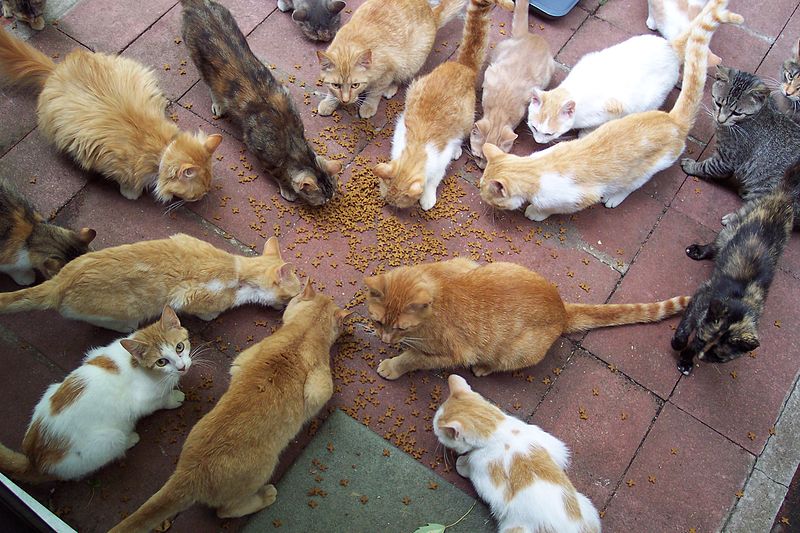 Grupo de gatos alimentándose en círculo. | Imagen: Wikimedia Commons