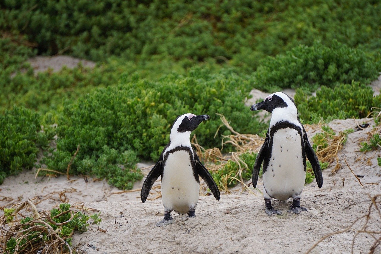 Dos pingüinos caminando. | Foto: Pixabay