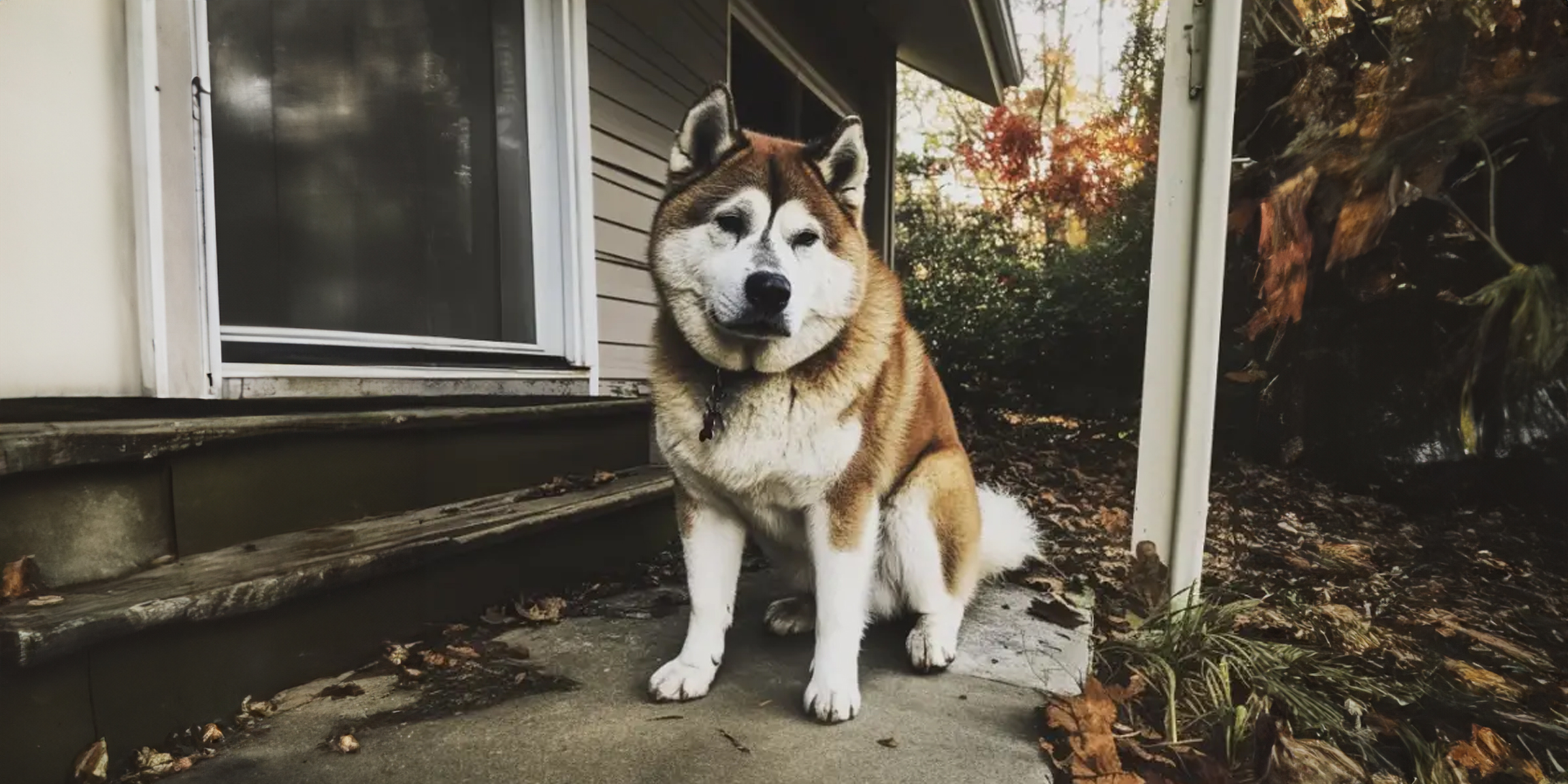 Un perro sentado fuera de una casa | Fuente: AmoMama