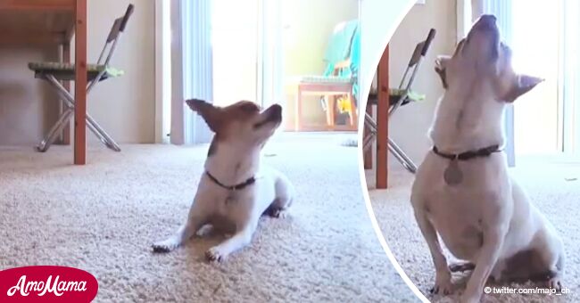 Perro hace yoga con su amo como todo un experto