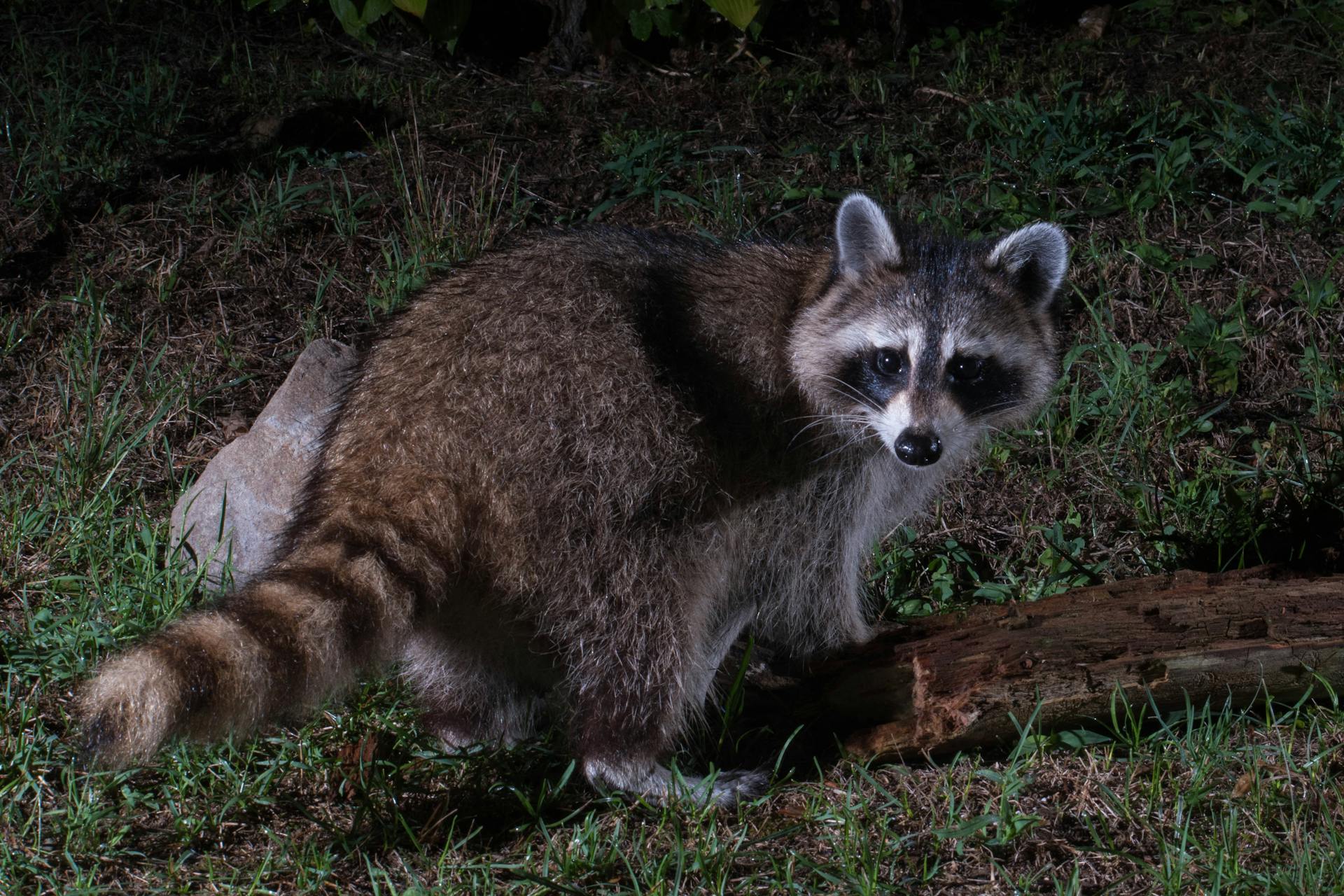 Un mapache en un jardín por la noche | Fuente: Pexels