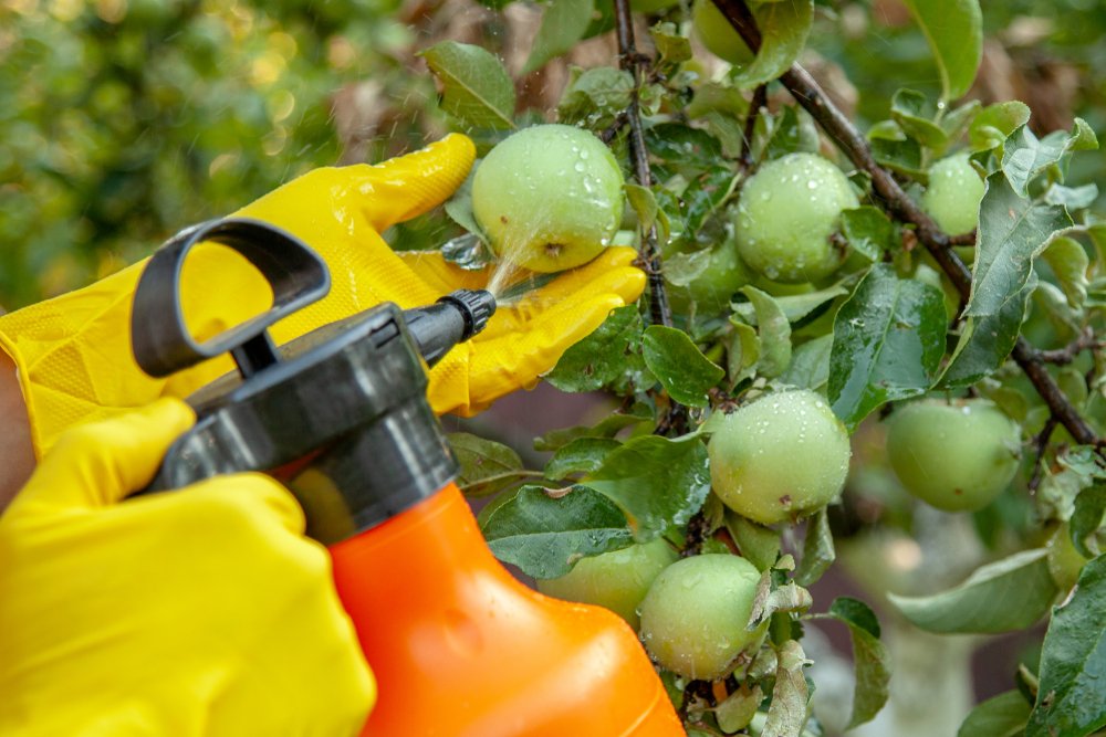 La toxicidad del alimento puede variar.| Fuente: Shutterstock