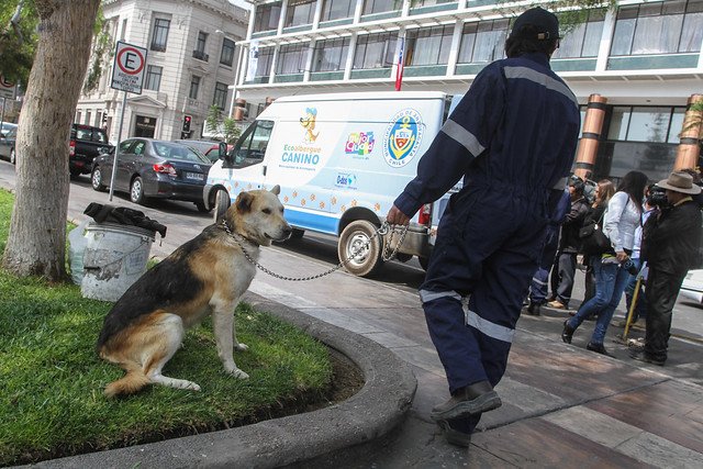 Rescate de un perro abandonado en la calle. | Foto: Flickr