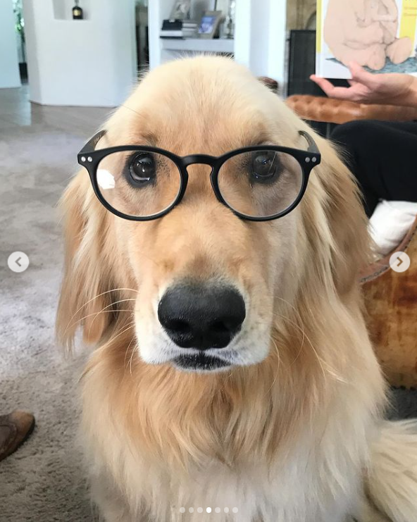 Birdie, la perra de Jennifer Garner, con gafas, publicado el 27 de noviembre de 2024 | Fuente: Instagram.com/jennifer.garner