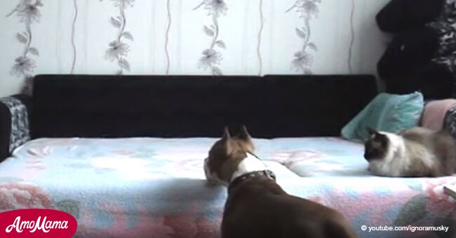 La cámara secreta muestra qué hace el perro, a quien se le prohibió subirse a la cama, cuando se queda solo en casa