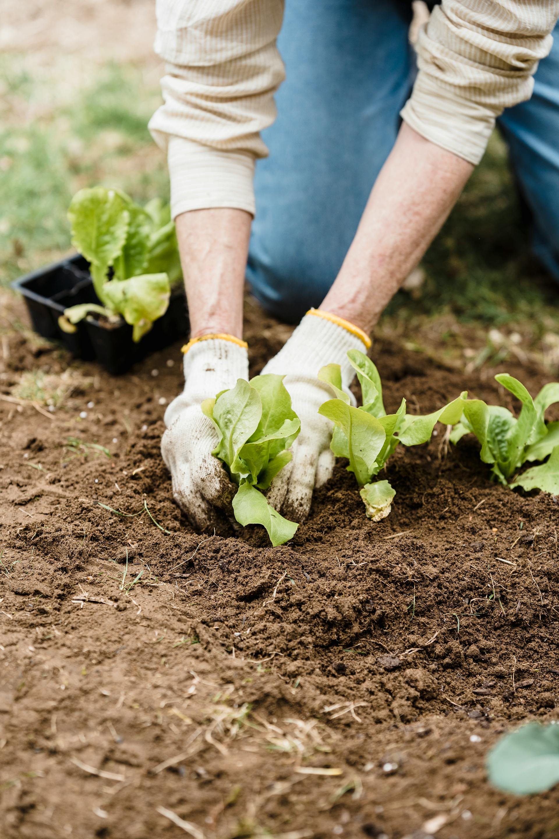 Primer plano de una persona cuidando las plantas de su jardín | Fuente: Pexels