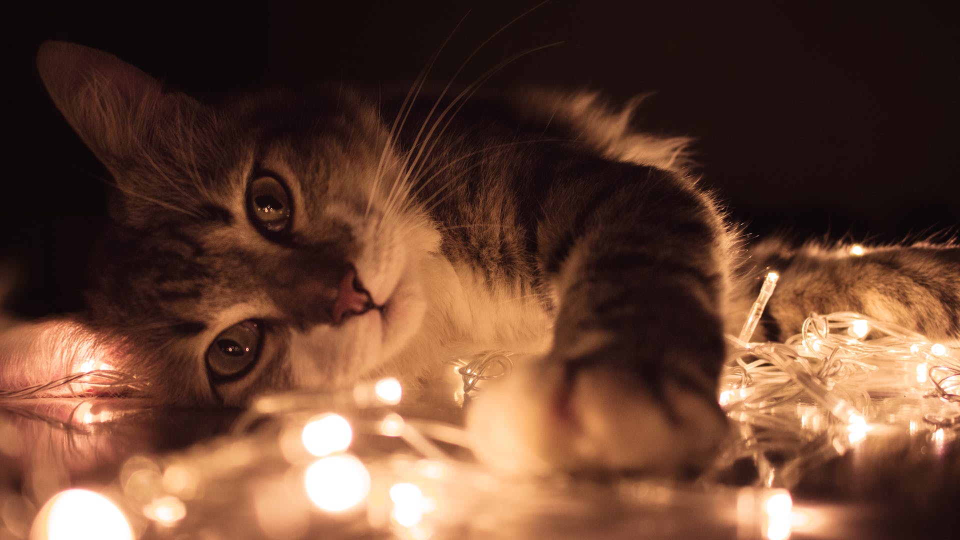 Gato jugando con luces | Foto: Pexels