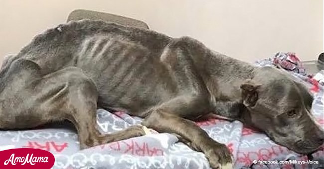 Hombre rescata a pit bull en tan malas condiciones que lo hace llorar. Mira cómo luce ahora