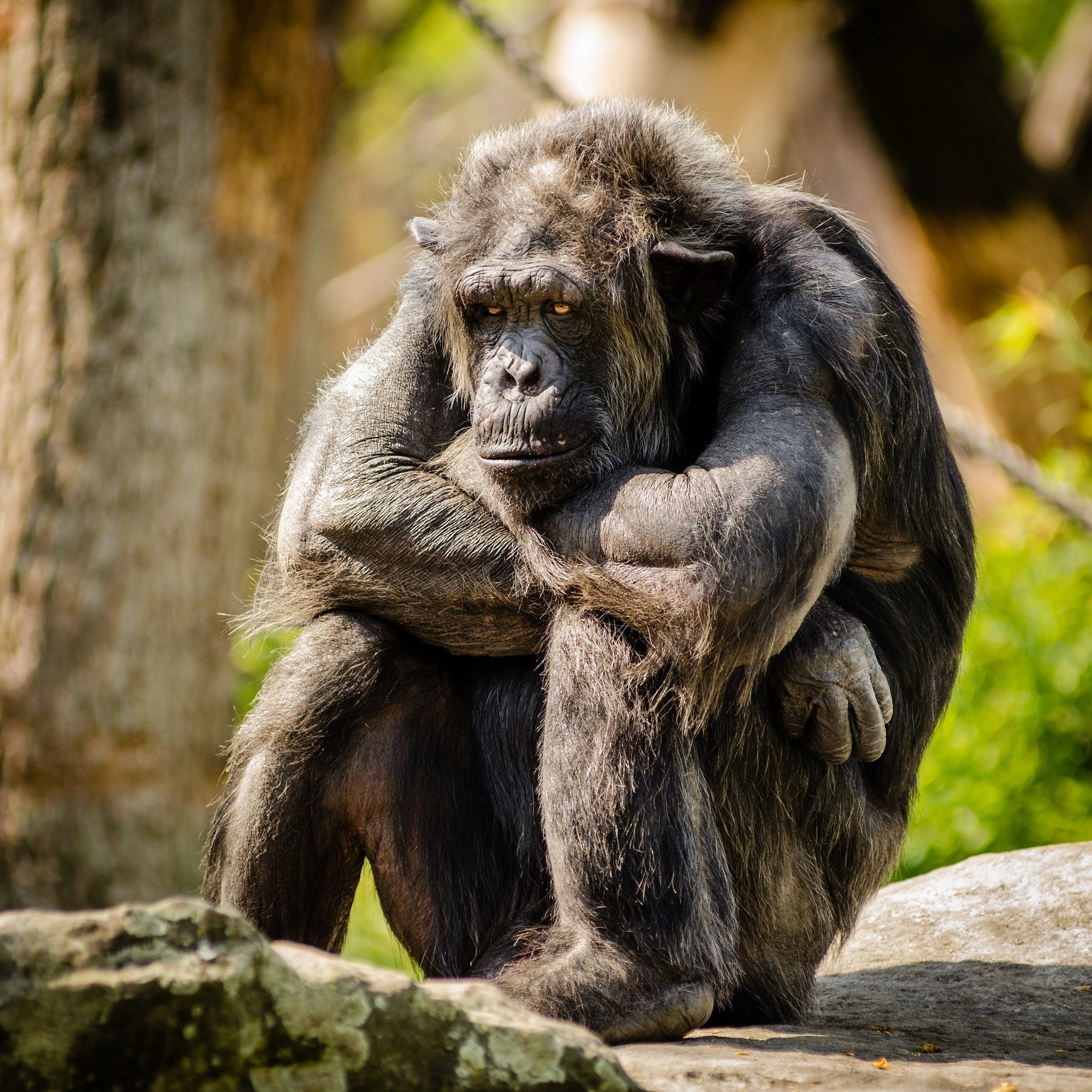 Un chimpancé sentado en su hábitat. | Foto: Pexels