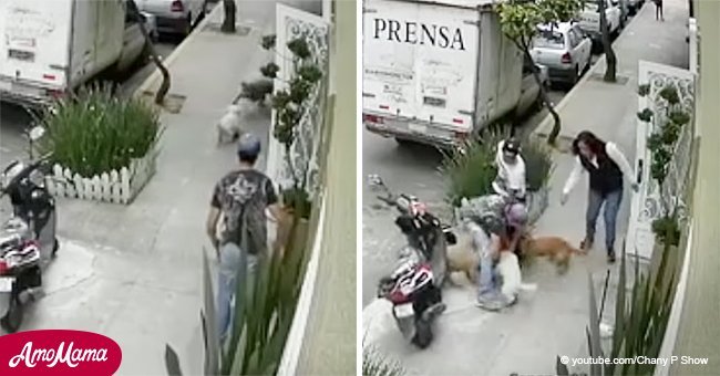 Video muestra a hombre desesperado peleando a golpes con pitbull para salvar a su perrito