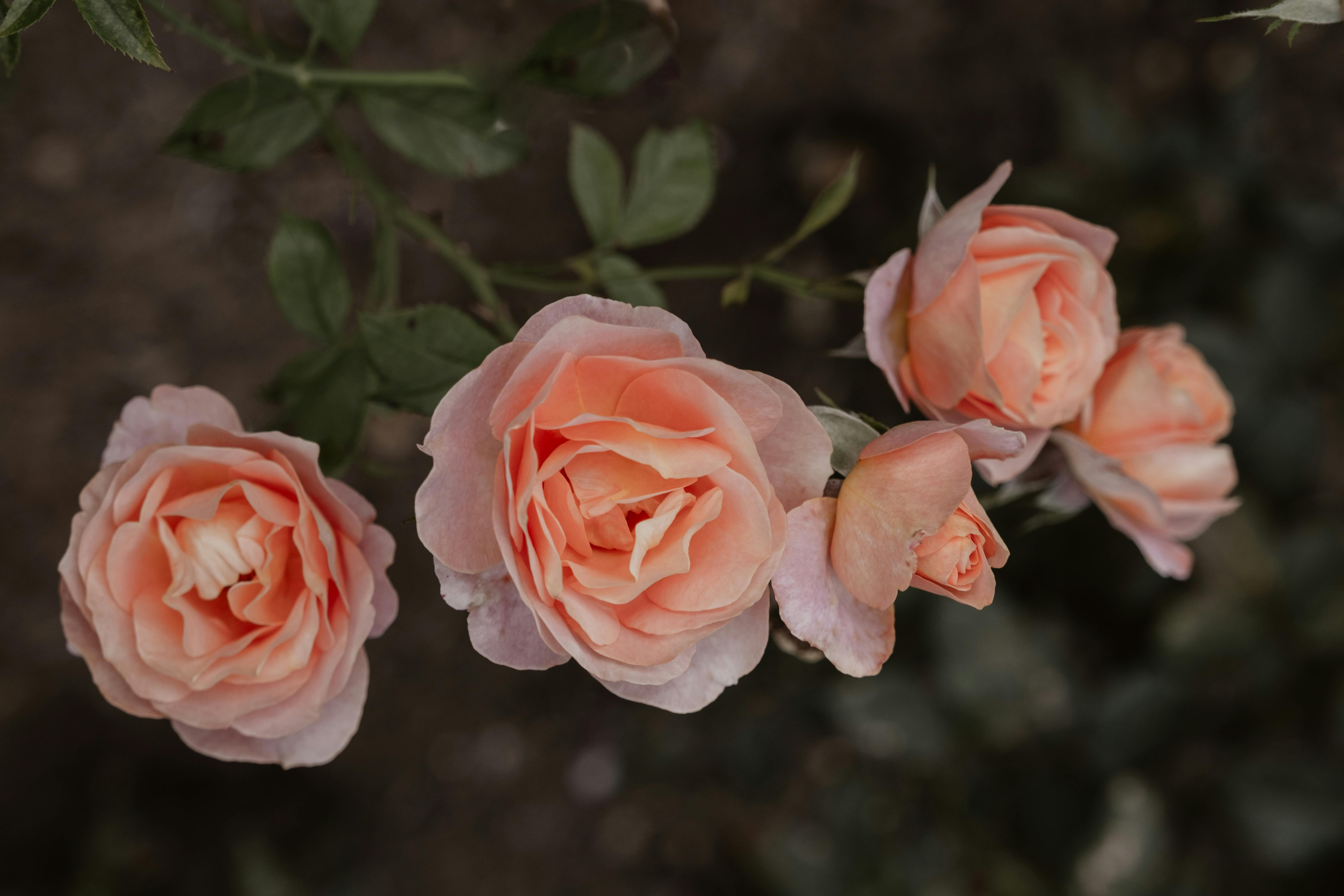 Rosas en flor | Fuente: Pexels