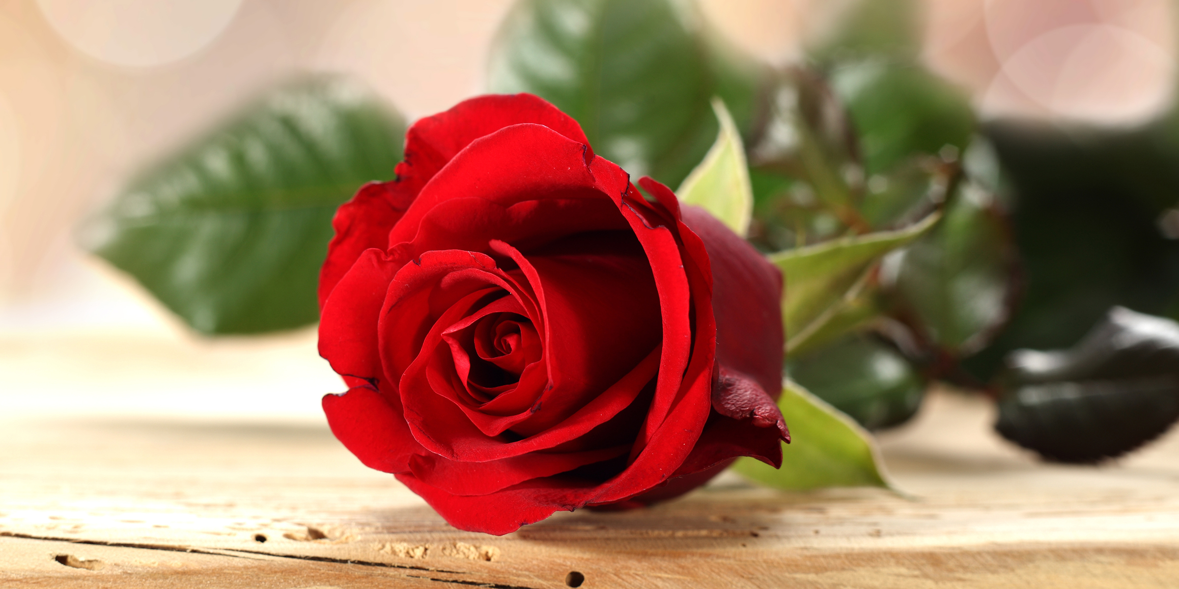 Una rosa roja | Fuente: Shutterstock