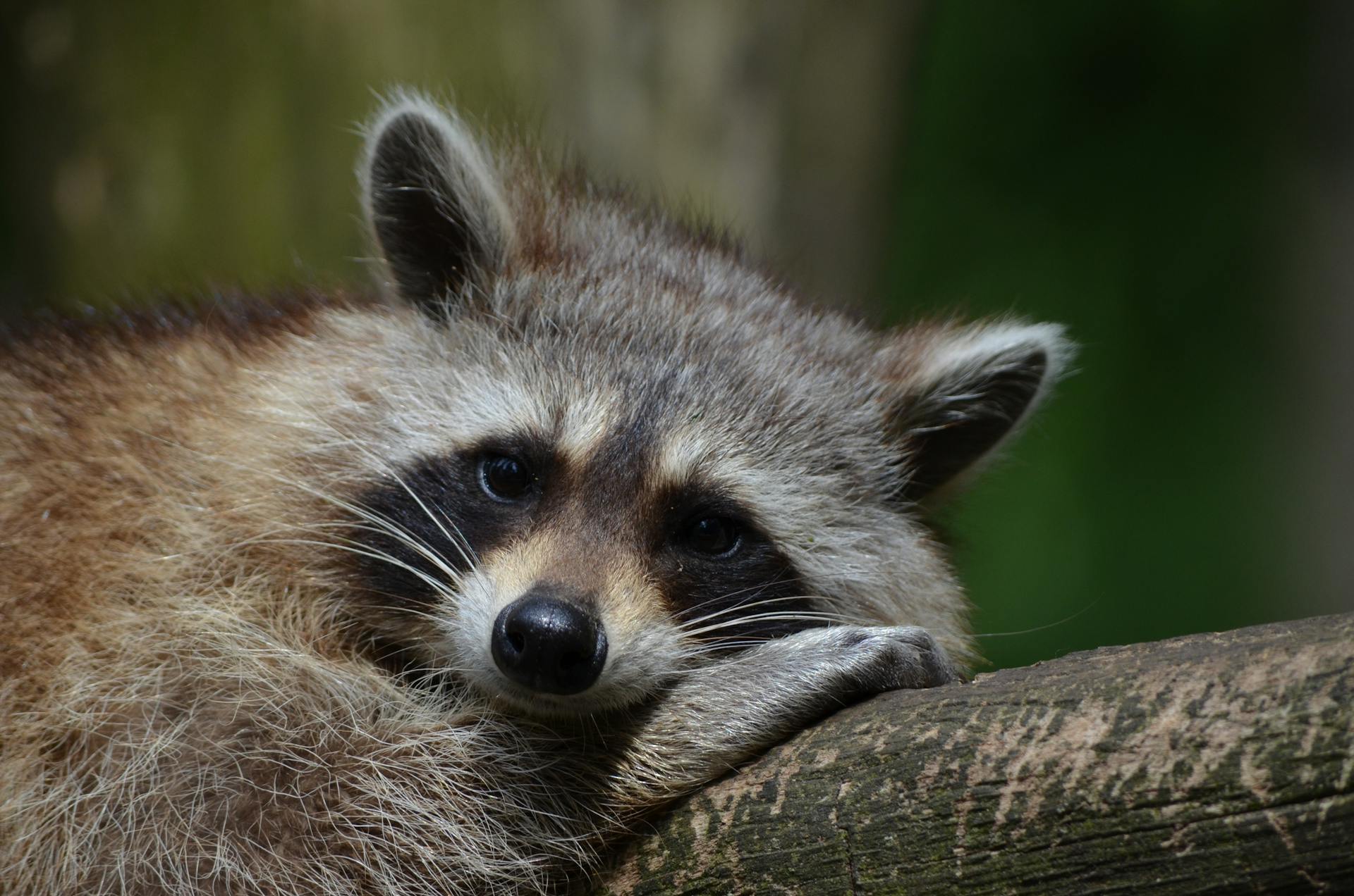 Un mapache sentado en un árbol | Fuente: Pexels