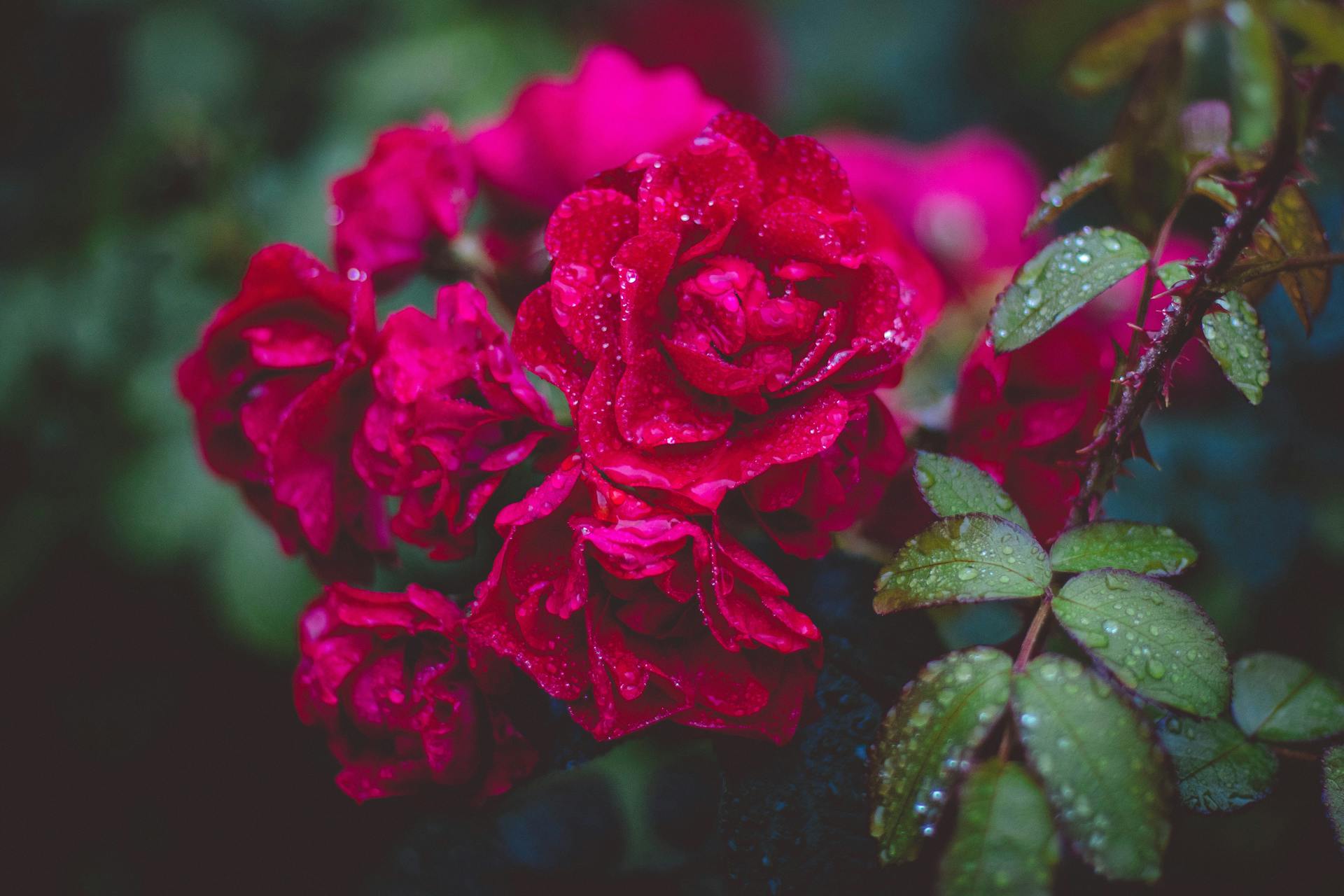 Un primer plano de rosas rojas en un jardín | Fuente: Pexels