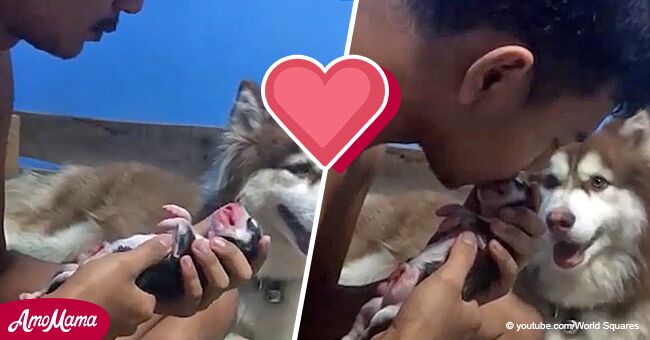 Dueño de perrito usa respiración boca a boca para revivir a cachorrito husky recién nacido