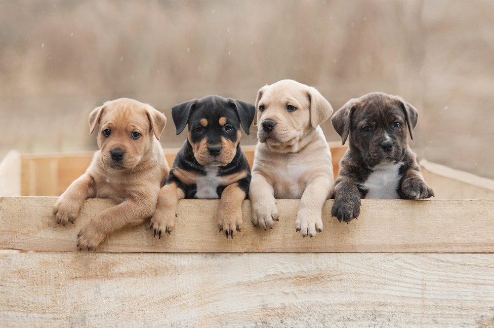 Caja con cachorritos. | Foto: Shutterstock