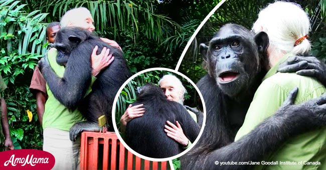 Conmovedor instante en que chimpancé abraza a rescatista tras ser salvado de cazadores furtivos