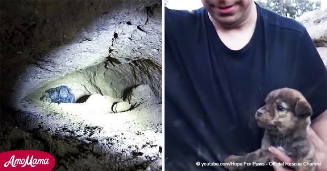 Hombre halla 2 cachorros atrapados en una cueva. Al querer rescatarlos, descubre que hay mucho más